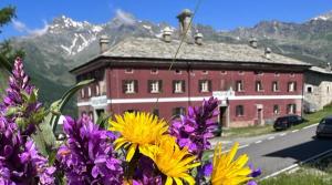 a group of purple and yellow flowers in front of a building at Rifugio Teggiate in Madesimo