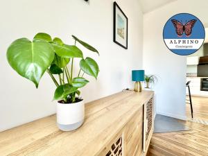 eine Pflanze auf einer Holzkommode in einem Zimmer in der Unterkunft La Fraternelle, maison calme et zen avec jardin in Limoges