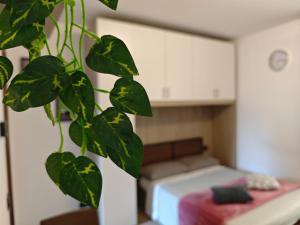 eine grüne Pflanze in einem Zimmer mit einem Bett in der Unterkunft Grazioso 38 MQ a 10 minuti da Como Centro in Casnate con Bernate