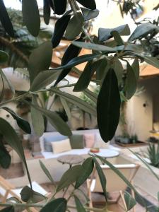 a plant with green leaves in a living room at Maison Olea in Marseille