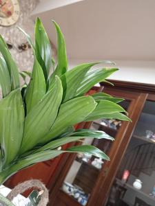 zielona roślina w garnku w pokoju w obiekcie Mare d'Amare w mieście Mazara del Vallo