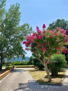 un árbol con flores rosas en un parque en Podere Il Ritorno, en Portoferraio