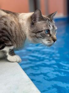 un chat debout au bord d'une piscine dans l'établissement Morena Jambo, à Arraial d'Ajuda