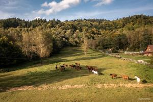 stado koni pasących się na polu w obiekcie U Prezesa w mieście Lutowiska