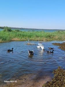 a group of ducks swimming in the water at HOTEL TABARANA in Ubarana