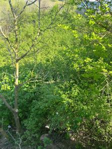 un gruppo di alberi e arbusti in una foresta di Ağva Bungalov Adult Only a Şile