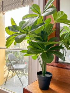 a plant in a black pot sitting on a table at X Hotel Brunswick Square in Brighton & Hove