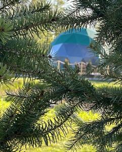 una rama de árbol verde con un paraguas en el fondo en Back to Nature en Boelenslaan
