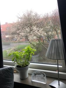 Aed väljaspool majutusasutust Nära till allt, i delad lägenhet