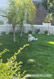 Eine Katze, die auf dem Gras im Hof sitzt in der Unterkunft La conchiglia sul mare in Mazara del Vallo