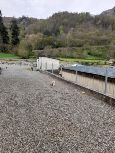 un perro sentado en un campo de grava junto a una valla en gîte Maria, en Laruns