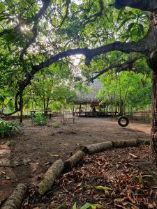 a tree with a tire laying on the ground in a park at Eco-Camping Mango Feliz Rincón del Mar in San Onofre