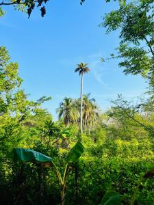 a palm tree in the middle of a forest at Eco-Camping Mango Feliz Rincón del Mar in San Onofre