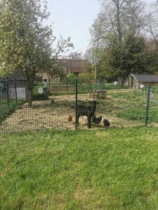 a cow in a fenced in field with two chickens at Chambres d'hôtes chez Manon in Sampans