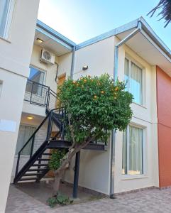 an orange tree in front of a building with a staircase at Colorina Complejo Residencial II in San Rafael