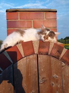 Ospiti di Agroturystyka Przy Siole Budy con animali domestici