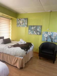 een slaapkamer met een bed en een zwarte stoel bij Hostal Queltehue in Ancud +13 foto's