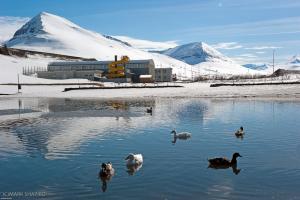 un grupo de patos nadando en un cuerpo de agua en The Northern Comfort Inn en Ólafsfjörður