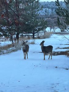 Animales en el bed & breakfast o alrededores