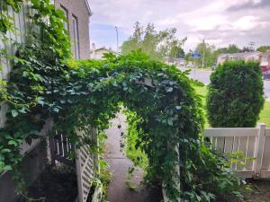 an arch covered in green ivy on a fence at Timeless Tranquility, a place near everything! in Longueuil