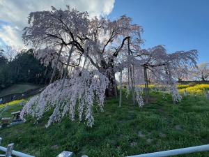 郡山市にあるゲストハウス郡山の畑の白い花に覆われた木 +37枚の写真