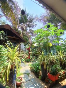 a garden with potted plants and palm trees at Monsoon in Agonda