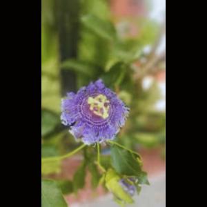 a purple flower on a plant with green leaves at Strawberry County in Panchgani