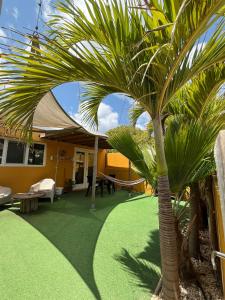 a palm tree in the yard of a house at B&B Casa Trankilo in Kralendijk