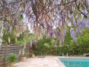 a bunch of wisteria hanging over a swimming pool at La Bastide des Pins in Castillon-du-Gard