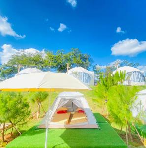 Zin’s Homestay Pleiku في Plei Hơlăng: خيمة في حقل مع عشب أخضر وأشجار