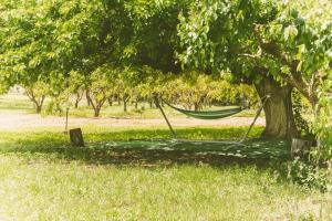 een hangmat hangend aan een boom in een veld bij Country House con Piscina e Jacuzzi Villa delle Sterlizie in Partinico
