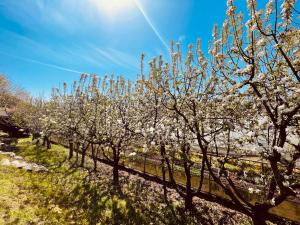 Una fila de árboles con flores blancas. en Agriturismo Il Cucchiaio di Legno, en Orta San Giulio