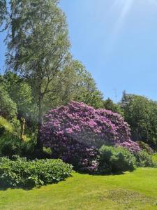 um grande arbusto de flores roxas em um campo em The little house by the paddock em Gotemburgo