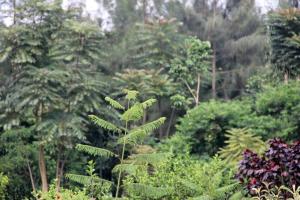 un rigoglioso giardino verde con piante e alberi di DON BOSCO HOSPITALITY CENTRE KIGALI Ltd a Kigali