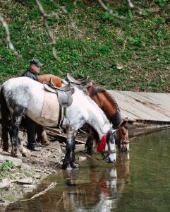 un homme et un cheval, de l'eau potable provenant d'une rivière dans l'établissement Котеджі Карпати Fest, à Mijgiria