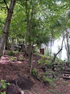 un groupe d'arbres et un mur en pierre dans l'établissement Aljabas, à San Martín de los Andes