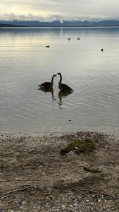 two ducks swimming in a body of water at Gasthof Zur Post - Inning in Inning am Ammersee