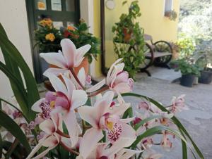 um ramo de flores cor-de-rosa em frente a uma porta em Locanda D'Ogliastra, em Triei