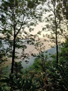 a view of a forest with trees in the foreground at Evara by The Offbeat Crew in Idukki