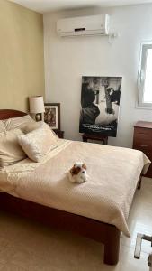 un cane che giace su un letto in una camera da letto di A private room in a modern apartment near the Belinson/Schneider hospital and the Red Line to Tel Aviv a Petah Tiqwa