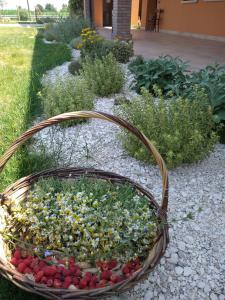 un cesto di vimini pieno di fragole in giardino di Agriturismo Verdecielo a Padova