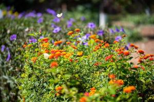 un jardín lleno de flores de colores en Calvocoressi Estate, en Chios