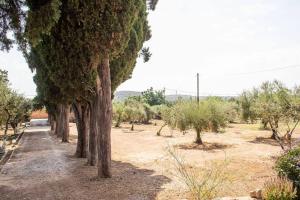 una fila de árboles en medio de un campo en Calvocoressi Estate en Chios