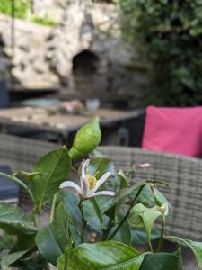 Zahrada ubytování Waldblickwohnung mit schöner Terrasse und Kamin