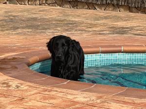um cão preto sentado numa piscina em Casa Feliz Con Perros em Maçanet de la Selva
