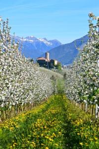 a row of apple trees in a field with flowers at Casa vacanze Monica in Campodenno