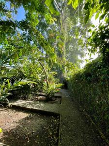 a path in a garden with plants and trees at Hotel Exotic Lodge in Puerto Viejo