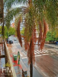 een palmboom aan de kant van een straat bij HOTEL HM in Cordoba