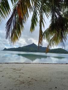uma vista para uma praia com uma palmeira em Poemanahere island em Te-Fare-Arii