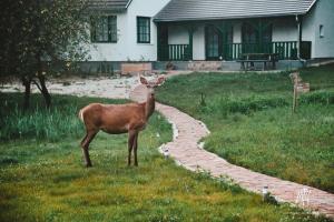 a deer standing in the grass next to a brick path at Kökényház vendégház in Kötcse